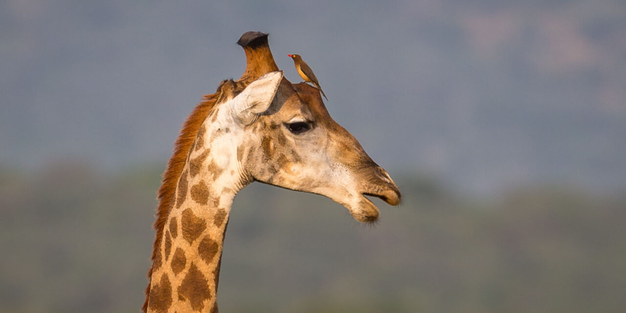 Giraffes Zimanga